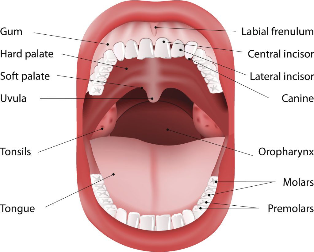 Assessment Head Eyes Ears Nose And Throat System Physical Assessment Essentials For