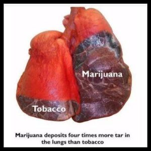 An image of two lungs, the first with the word tobacco superimposed across with approximately 20 percent of the lung coloured black, the second with marijuana written across, with approximately 80 percent of the lung coloured black. The headline reads: Marijuana deposits for times more tar in the lungs than tobacco.