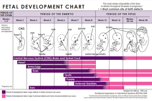 Fetal developmental chart showing the periods of development that are at risk to damage from environmental toxins.